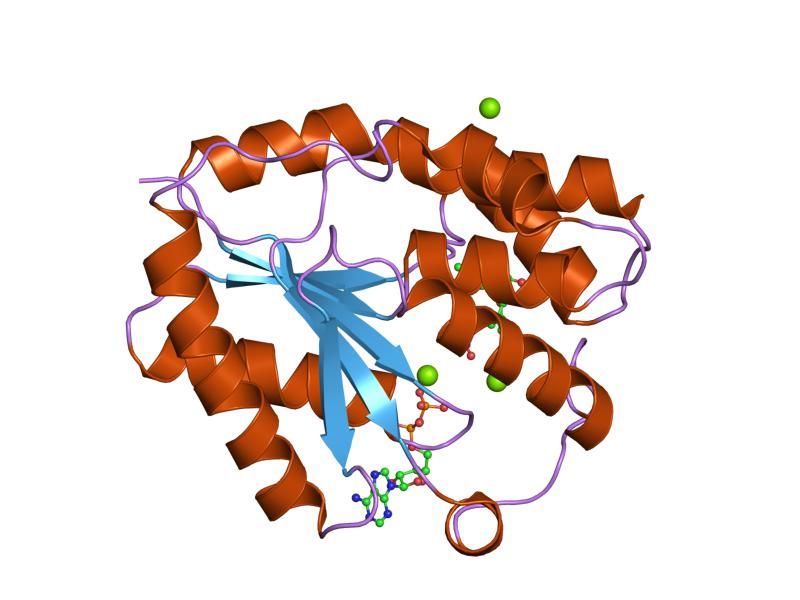 File:PDB 1e2d EBI.jpg