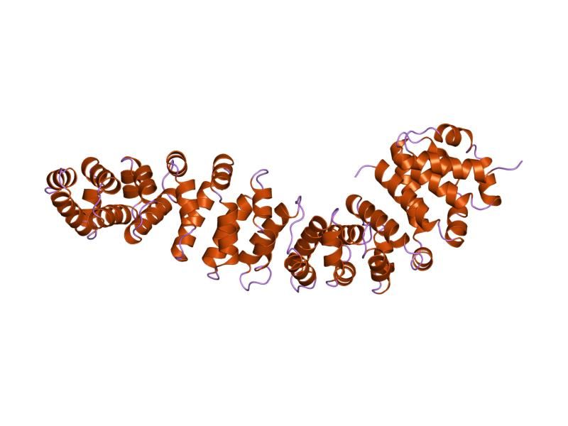 File:PDB 2bct EBI.jpg