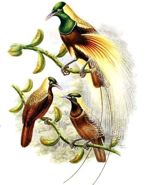 File:Paradisaea guilielmi by Bowdler Sharpe.jpg