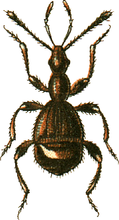 File:Pselaphus heisei Jacobson.png