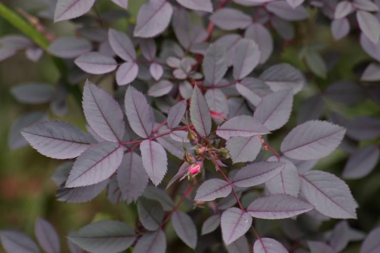 File:Rosa glauca leaves img 1851.jpg