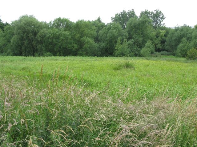 File:Saltersford Marsh.JPG