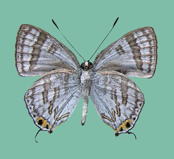 File:Sinthusa mindanensis ♂ underside.jpg