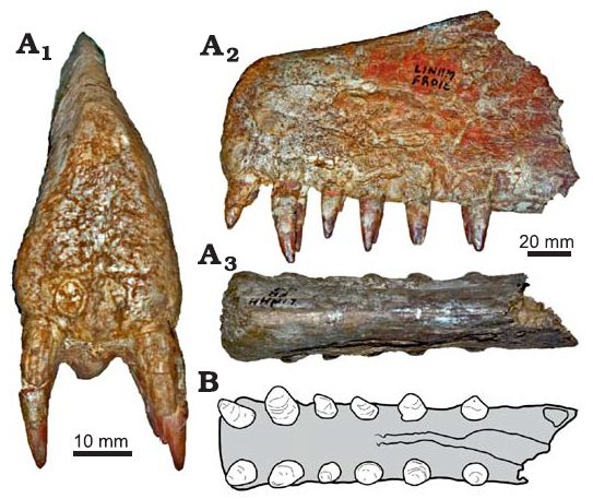 File:Siroccopteryx moroccensis.jpg