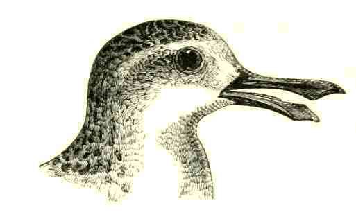 File:SpoonbilledSandpiper.jpg