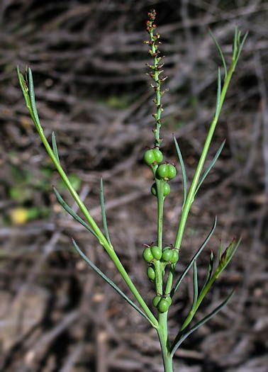 File:Stillingialinearifolia2.jpg