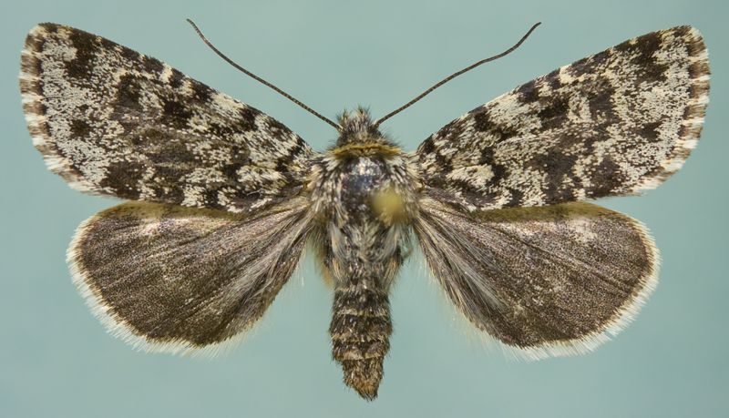 File:Sympistis lapponica.jpg