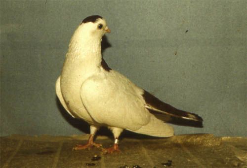 File:The Ural striped maned pigeons.jpg