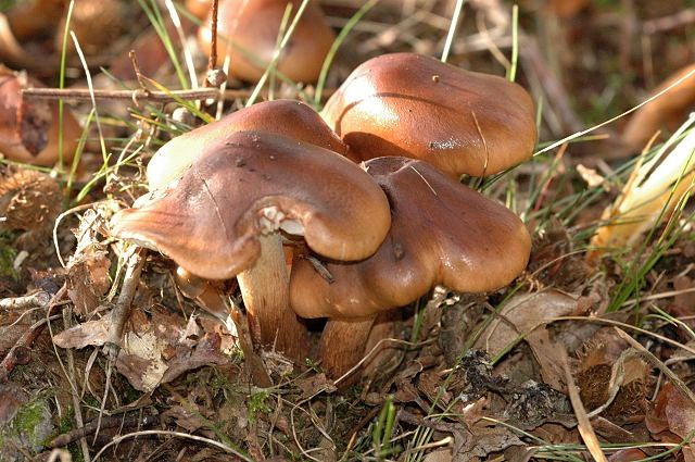 File:Tricholoma.ustale.-.lindsey.jpg