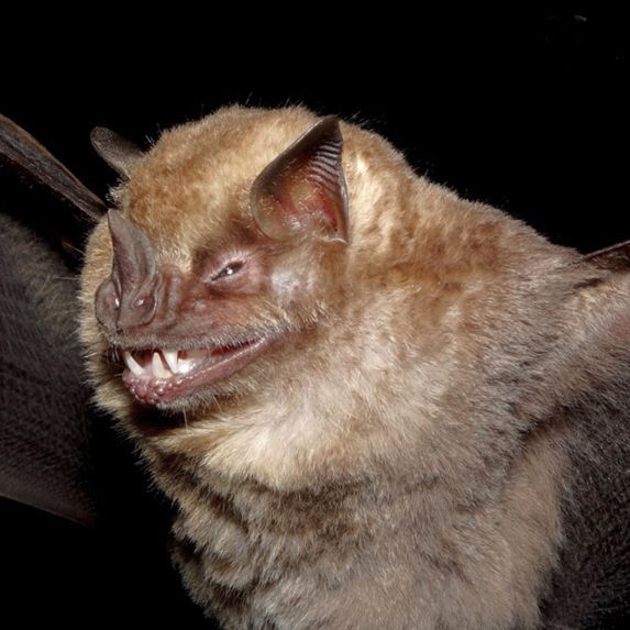 File:Artibeus fimbriatus Bat species (10.3897-zoologia.37.e36514) Figures 18–29.jpg