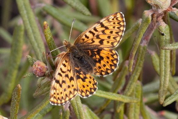 File:Boloria freija 45761648 (cropped).jpg