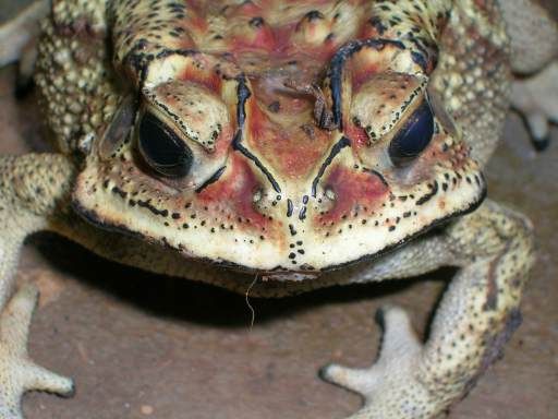 File:Bufo melanostictus front.jpg