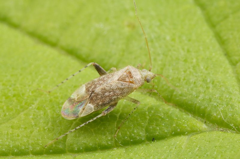 File:Compsidolon salicellum (Miridae), Tricht, the Netherlands.jpg