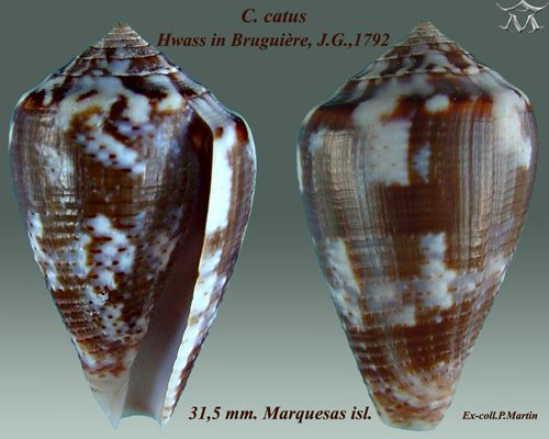 File:Conus catus 1.jpg