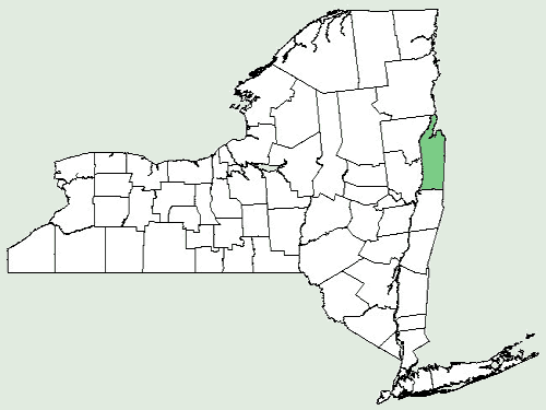 File:Cynoglossum amabile NY-dist-map.png