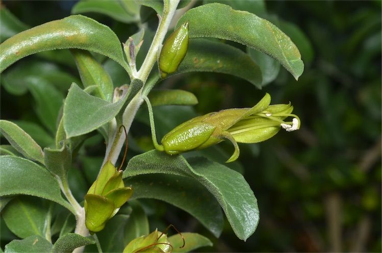 File:Eremophila serrulata Fagg.jpg