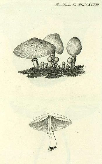 File:FloraDanicaLeucocoprinusCepistipes.jpg