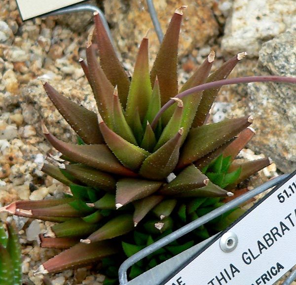 File:Haworthia glabrata 1.jpg