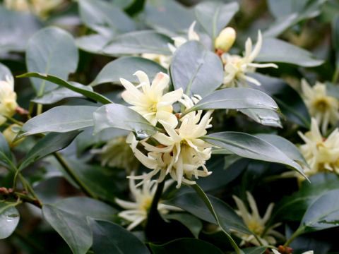 File:Illicium anisatum2SHSU.jpg