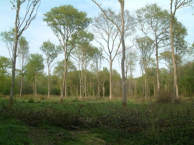 File:Knowlands Wood - geograph.org.uk - 125033.jpg