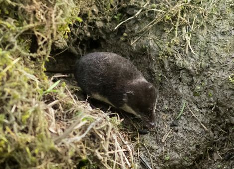 File:Neomys fodiens (Varsinais-Suomi, Finland) 1 (cropped).jpg