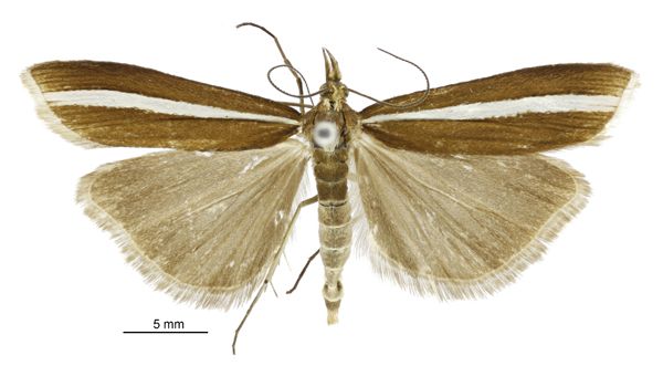 File:Orocrambus geminus male.jpg