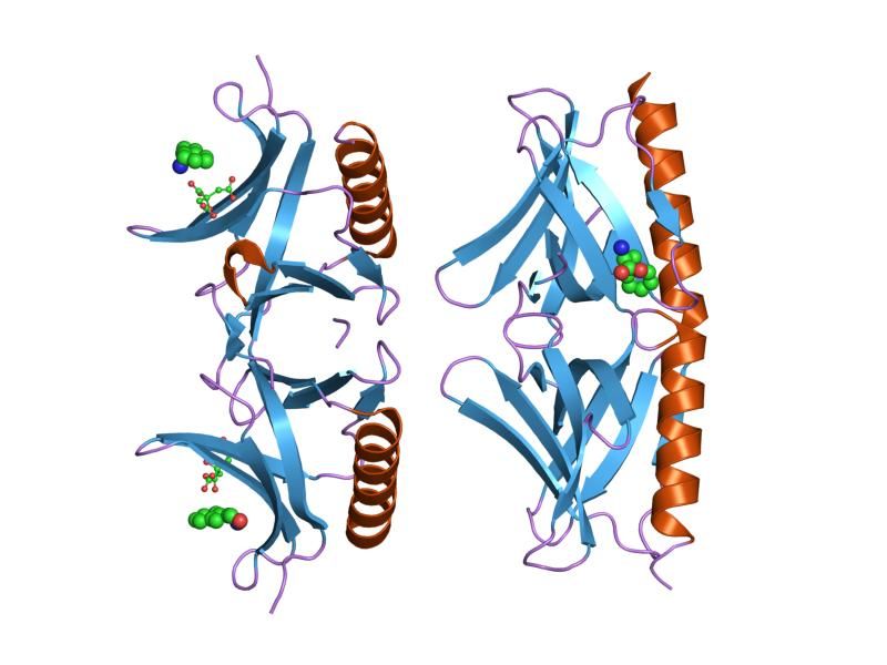 File:PDB 1i7a EBI.jpg