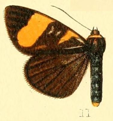 File:Pl.54-11-Ophthalmis darna Druce, 1894.JPG