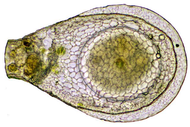 File:Planocarina carinata F Siemensma.jpg