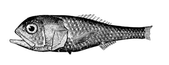 File:Poromitra capito.jpg