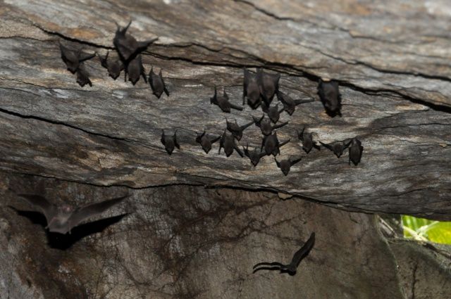 File:Seychelles sheath-tailed bat in cave.jpg