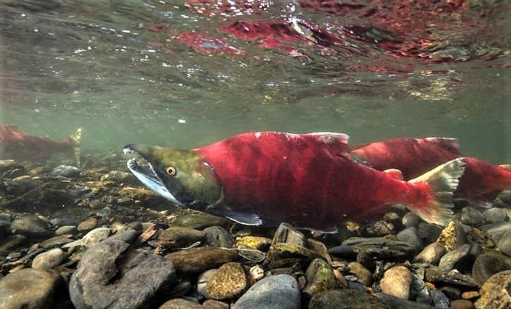 File:Sockeye salmon facing left.jpg