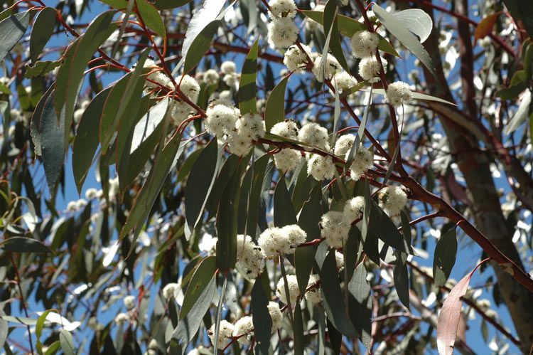 File:Subsp. pauciflora flowers.jpg