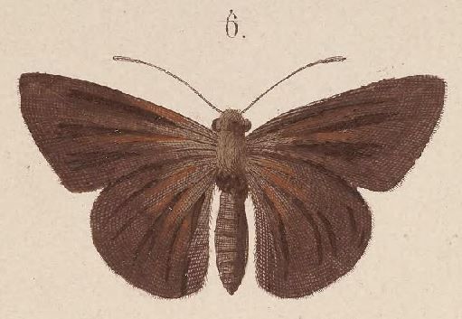 File:T7-06-Mimene miltias (Kirsch, 1877).JPG