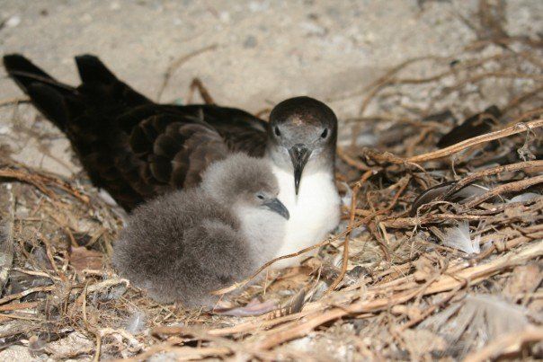 File:W-tail with chick.jpg