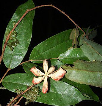 File:Xylopia cuspidata.jpg