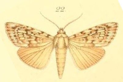 File:22-Tachosa acronyctoides Walker, 1869 (Anabathra una).JPG