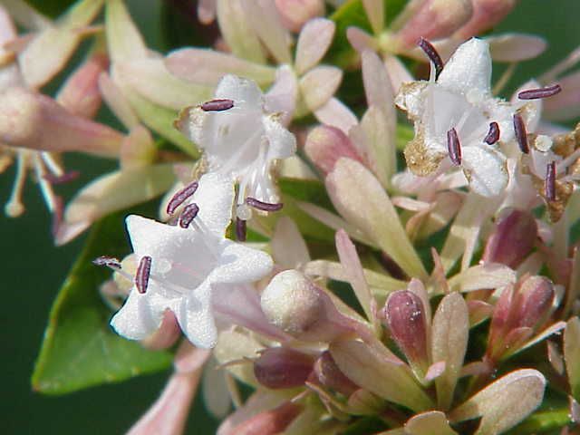 File:Abelia chinensis2.jpg