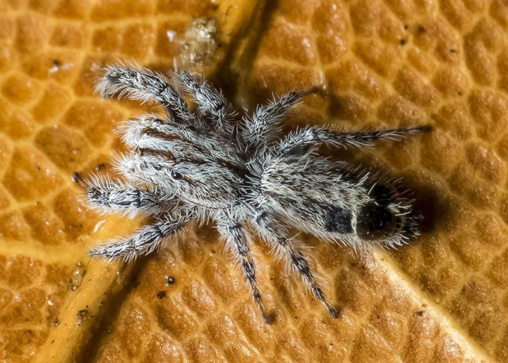 File:Abracadabrella elegans, Townsville QLD 2012.jpg