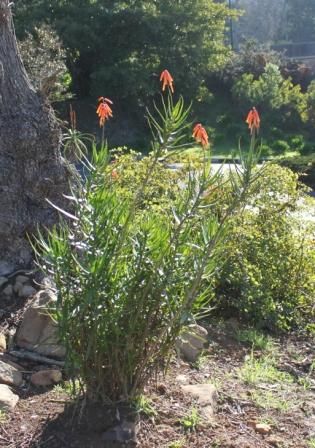 File:Aloe gracilis plant - South Africa 3.jpg