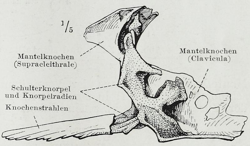 File:Braus 1921 13.png