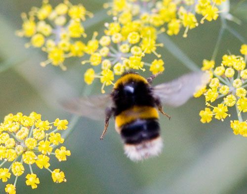 File:Bumblebee blurred wings example.jpg