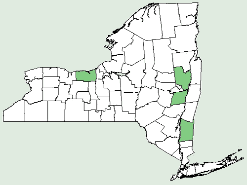 File:Calendula officinalis NY-dist-map.png