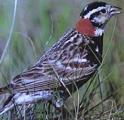 File:ChestnutcollaredLongspur23.jpg