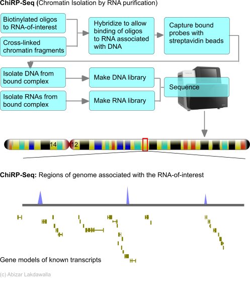 File:ChiRP-Seq.png