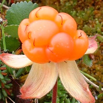 File:Cloudberry-cropped.jpg