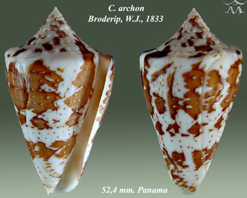 File:Conus archon 2.jpg