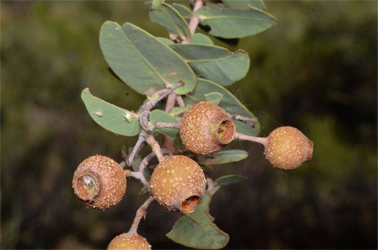 File:Corymbia setosa fruit.jpg