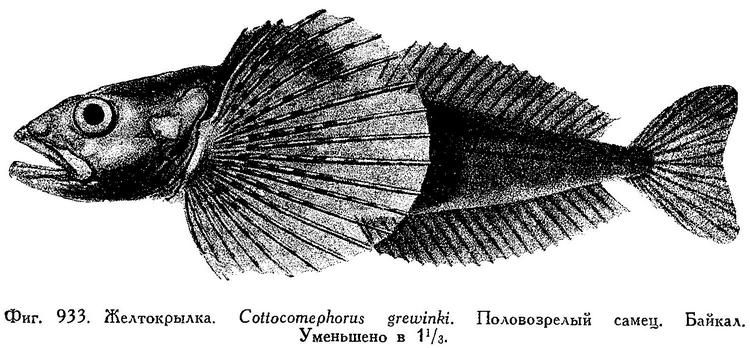 File:Cottocomephorus grewingkii.jpg