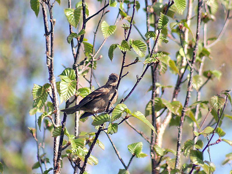 File:Dark breasted Rosefinch (Female) I IMG 3802.jpg